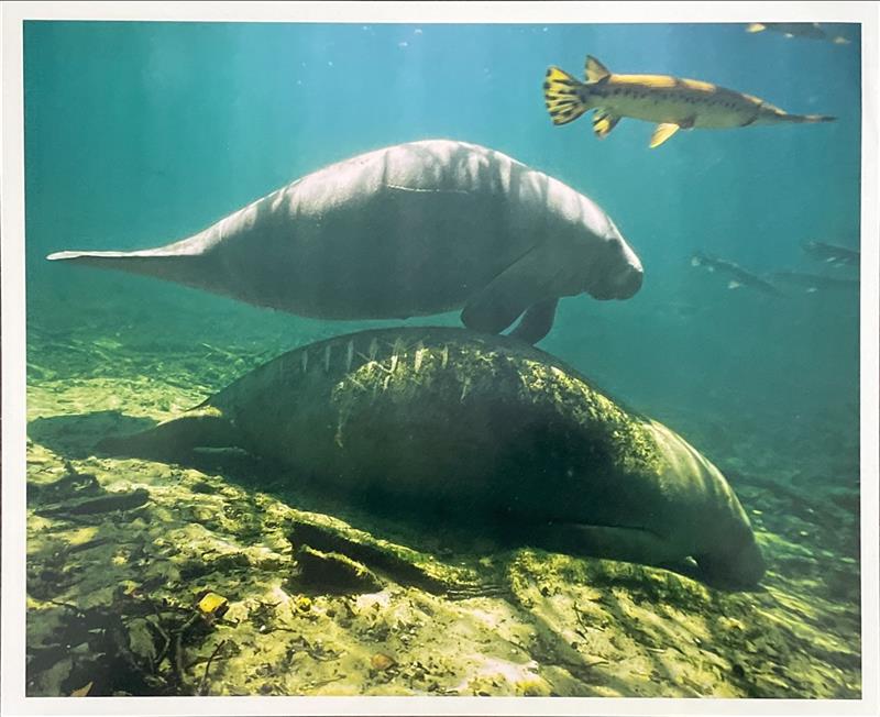 Algae Manatee Pic