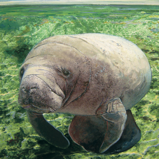 550 Piece William Bock Manatee Puzzle