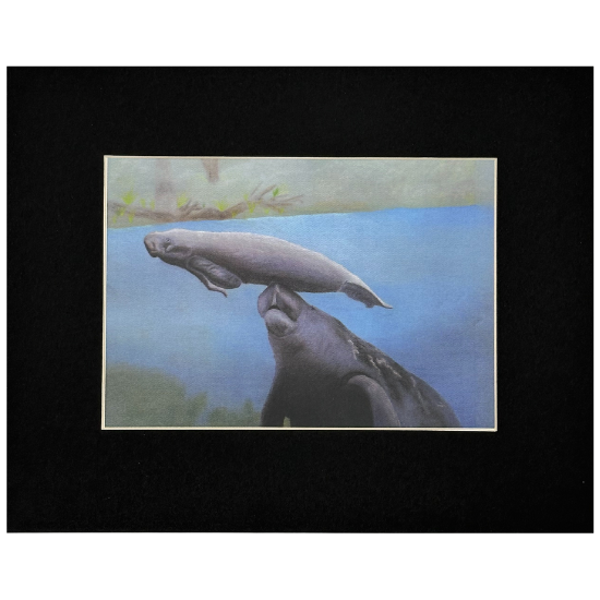 Matted Manatee Print