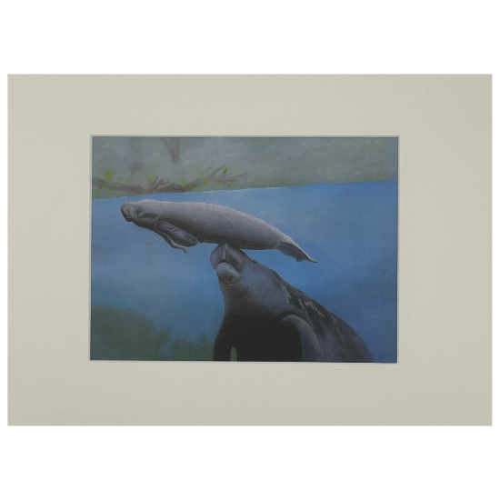 Matted Manatee Print