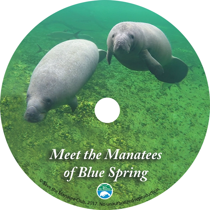 Meet the Manatees of Blue Spring! This DVD features a short educational video about manatees and above and underwater footage of the marvelous manatees at Blue Spring State Park in Orange City, Florida.