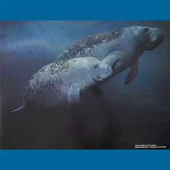Robert Rattner Manatee Poster. Two manatees swim side by side in this extraordinary image taken by underwater photographer Robert Rattner.
