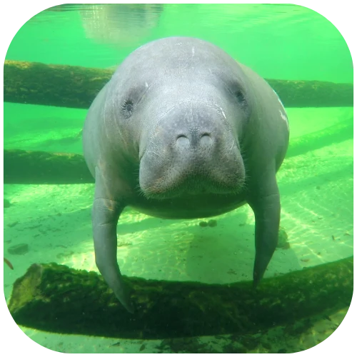 The Manatee Store Save the Manatee Club's Online Gift Catalog