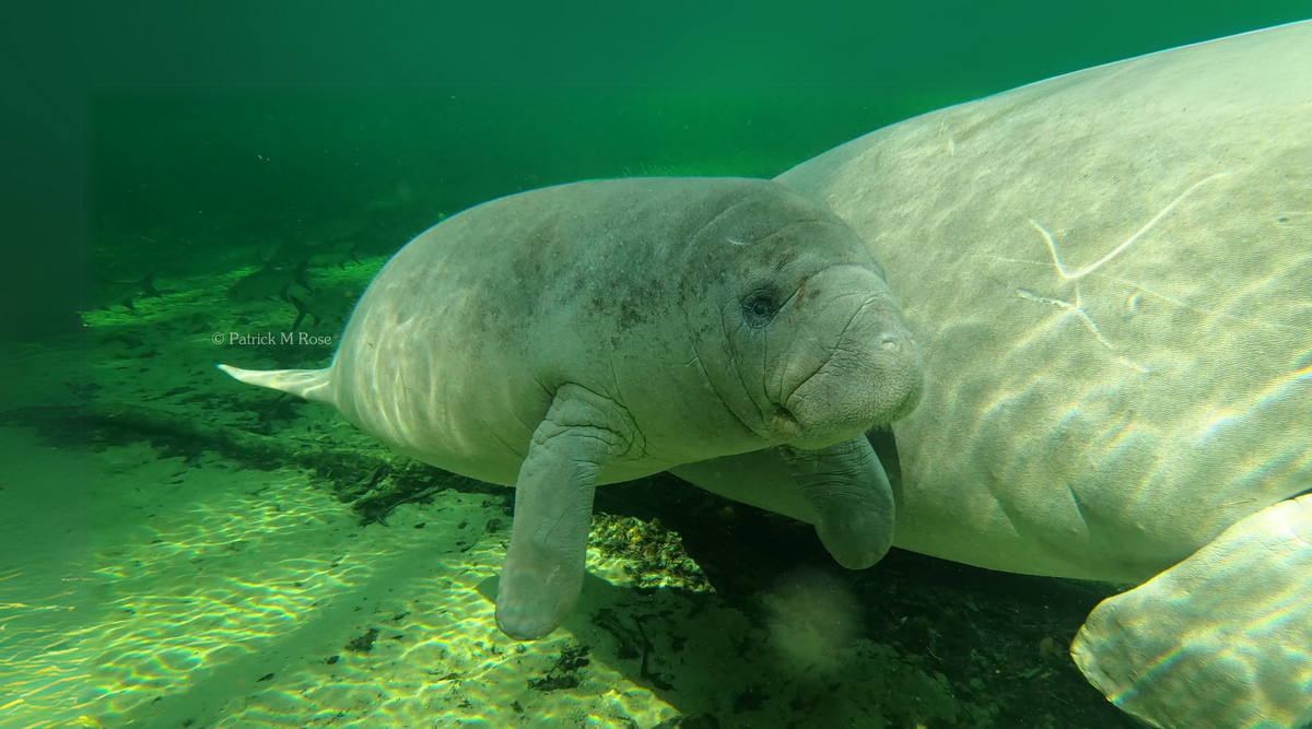 The Manatee Store: Save the Manatee Club's Online Gift Catalog – The ...