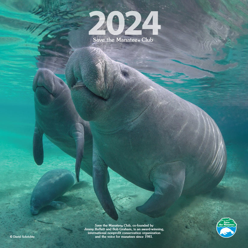 2025 Save the Manatee Club Calendar Manatees R Us by Save the Manatee