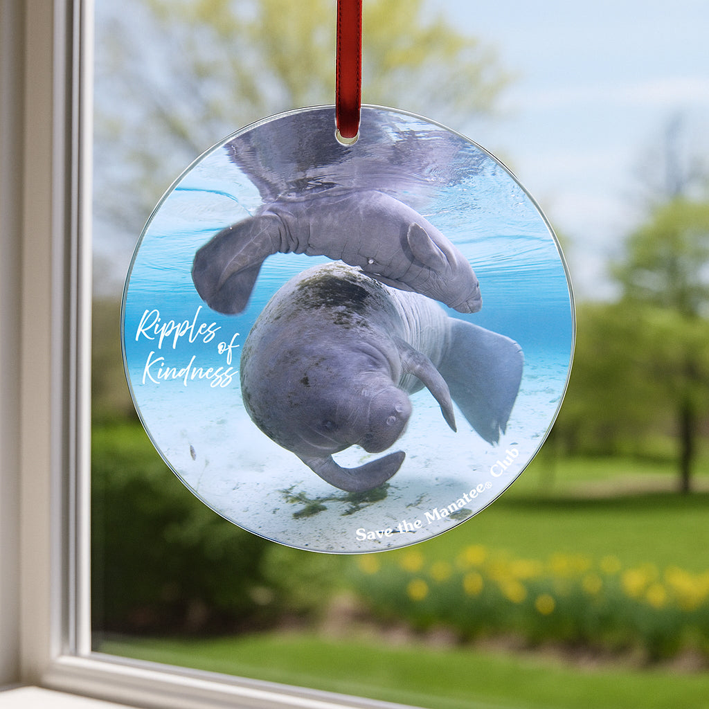 A round glass suncatcher printed with two swimming manatees, hanging in a window on a red ribbon with greenery visible outside.