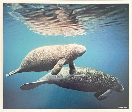 Photo - Algae Manatees