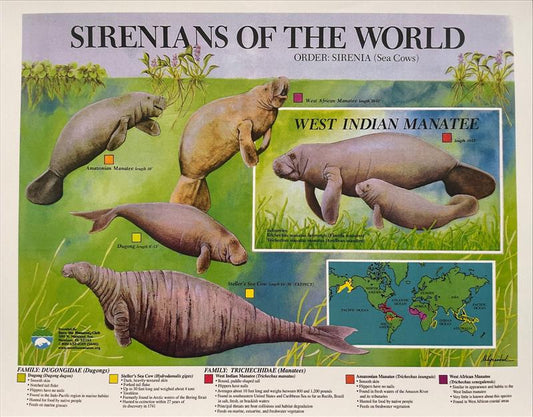 Poster - Sirenian Large