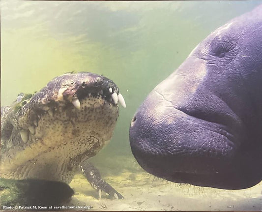 Gator Manatee Pic