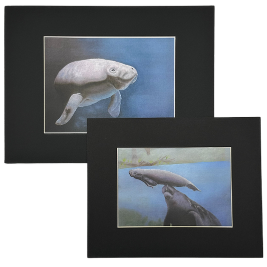 Matted Manatee Print