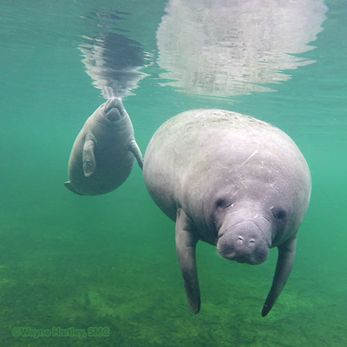 General Program Support – Manatees R Us By Save The Manatee Club