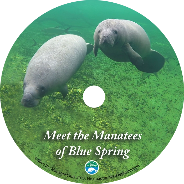 Meet the Manatees of Blue Spring!  This DVD features a short educational video about manatees and above and underwater footage of the marvelous manatees at Blue Spring State Park in Orange City, Florida.